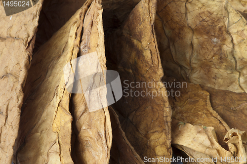 Image of Dried tobacco leaves