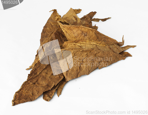 Image of Dried tobacco leaves