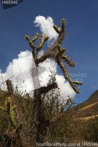 Image of Cactus in Peru