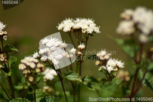 Image of Flowers