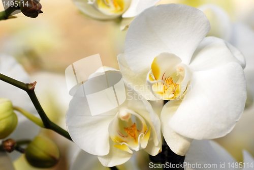 Image of White orchid