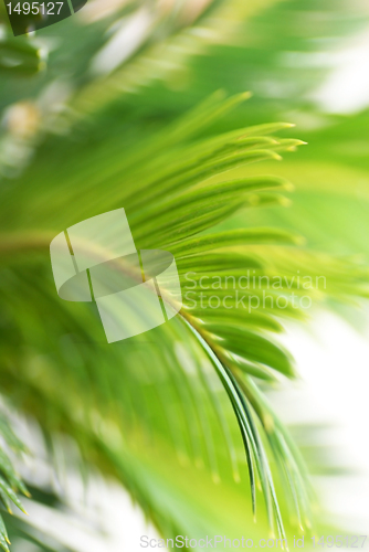 Image of Green leaf background