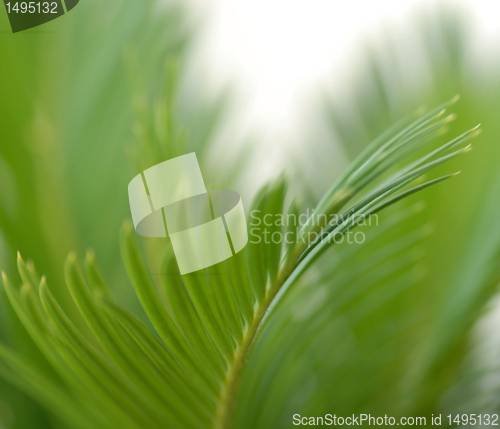 Image of Green leaf background