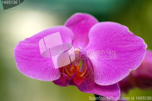 Image of Pink orchid