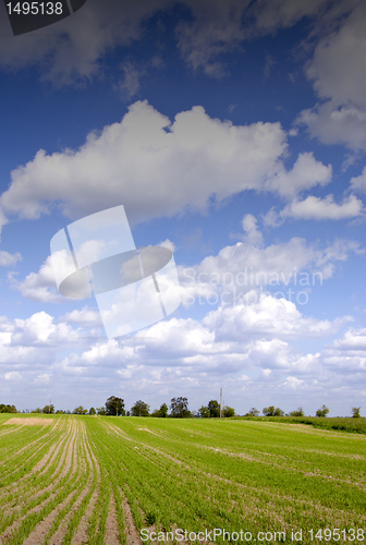 Image of Agricultural field with winter crops in spring and beautiful clo