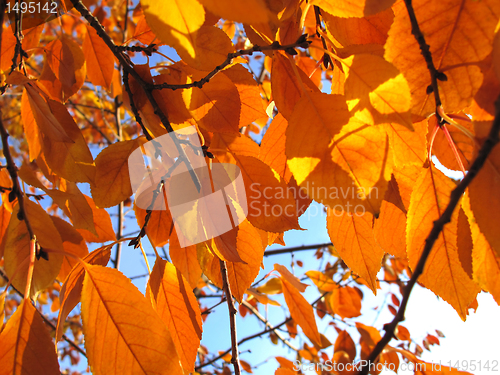 Image of fall foliage 