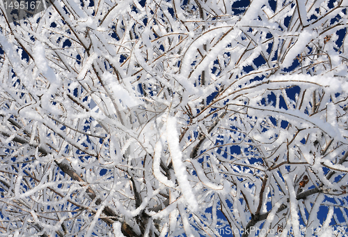 Image of Closeup Snowy Twigs