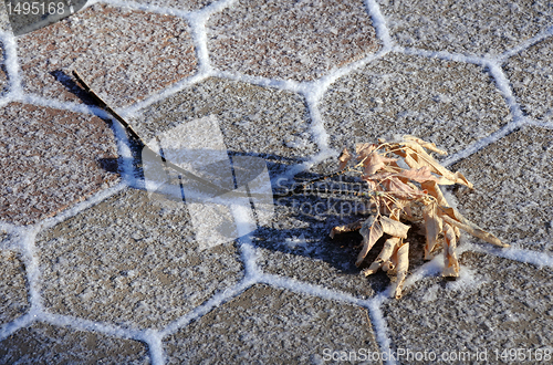 Image of Dry Twig on Paving