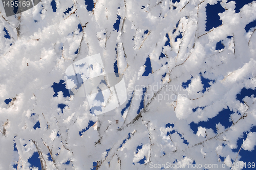 Image of Icy Twigs Covered With Snow