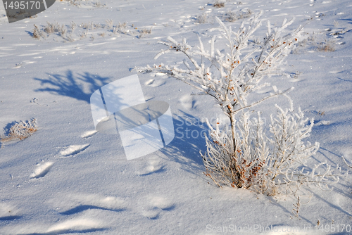 Image of Shrub in the Field Covered with Snow