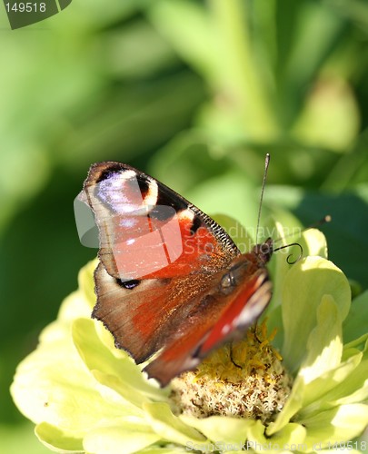 Image of Peacock