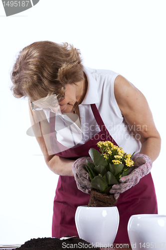 Image of Senior woman planting flowers