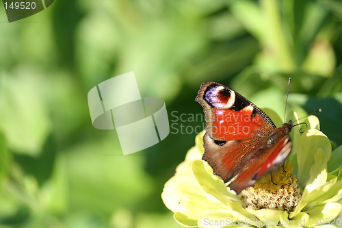 Image of Peacock