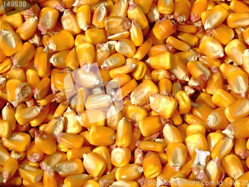 Image of Corn kernels