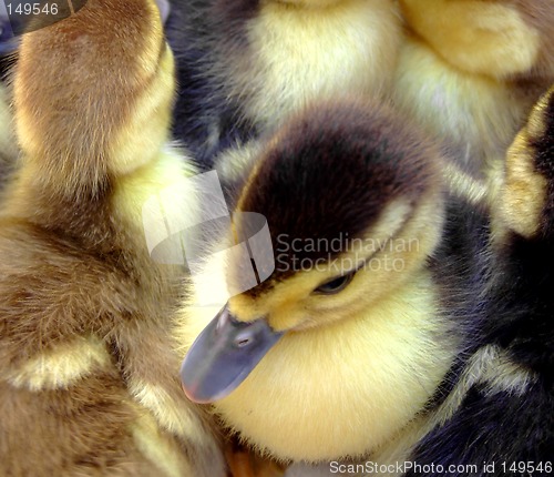 Image of Small ducks