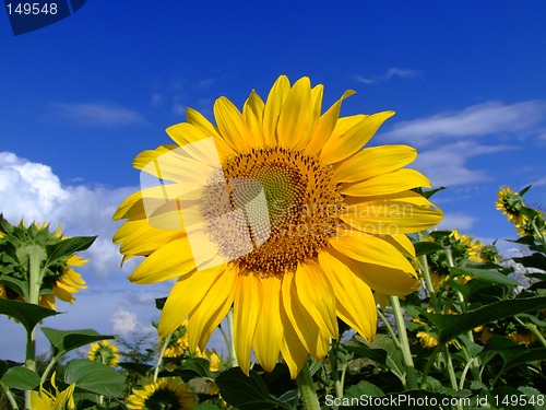 Image of Sunflower field