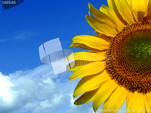 Image of Sunflower half