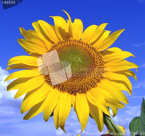 Image of Sunflower macro