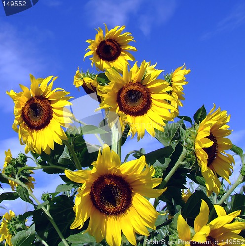 Image of Sunflower tree
