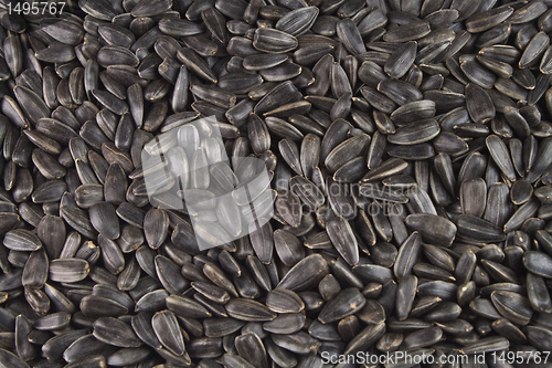 Image of Seeds of a sunflower