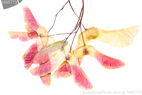 Image of Maple seeds