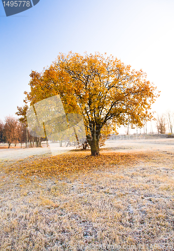 Image of Trees in the autumn