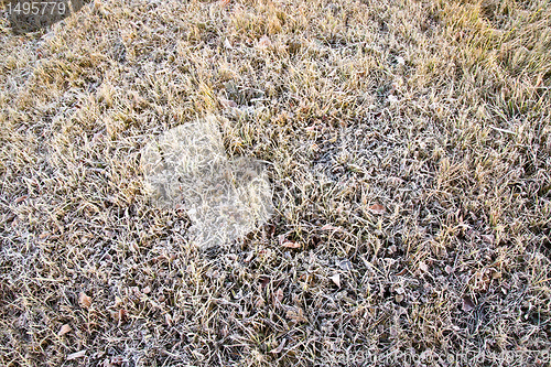 Image of Grass in hoarfrost