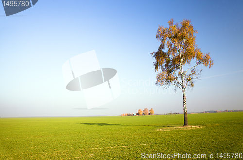 Image of Birch in the field