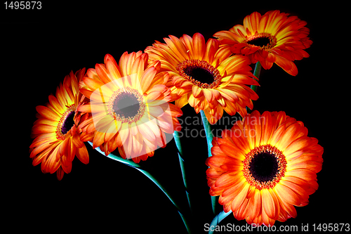 Image of Gerbera daisy