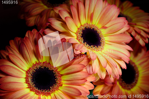 Image of Gerbera daisy