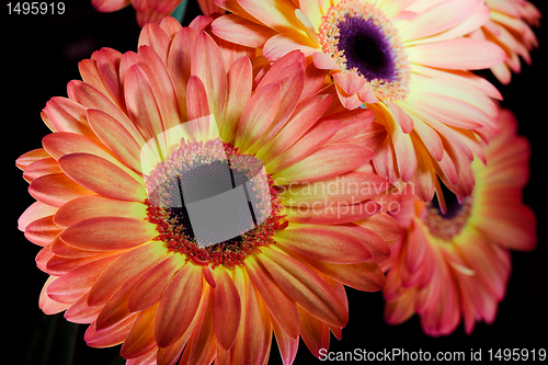 Image of Gerbera daisy