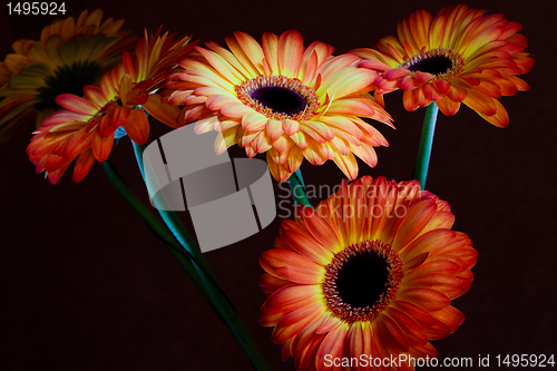 Image of Gerbera daisy