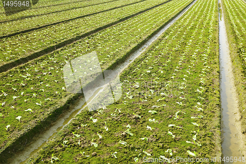 Image of farm field