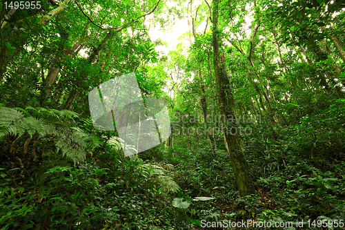 Image of jungle