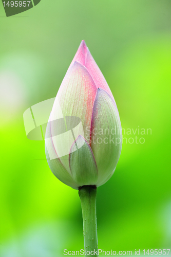 Image of lotus bud