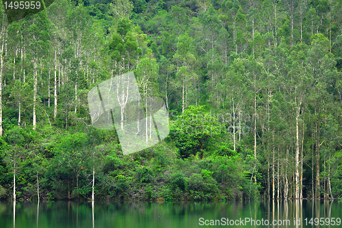 Image of lake with green tree