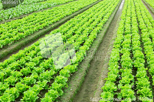 Image of lettuce in field