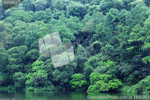 Image of lake with forest