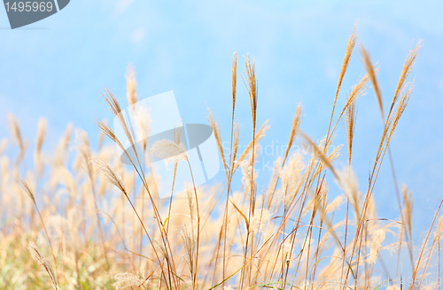 Image of grass in autumn