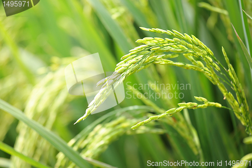 Image of rice plant