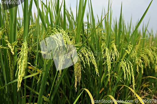 Image of Paddy Rice