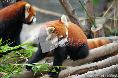 Image of red panda