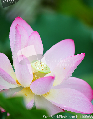 Image of lotus flower