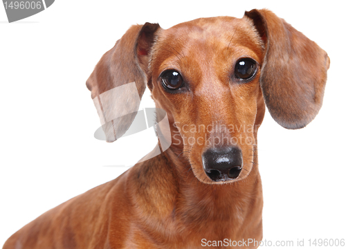 Image of dachshund dog