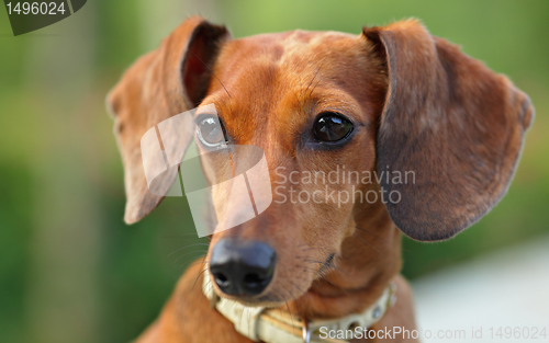 Image of dachshund