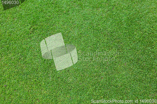 Image of green grass