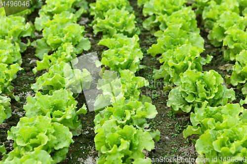 Image of Lettuce seedlings in field