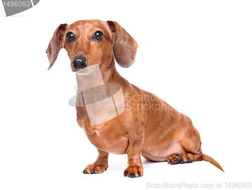 Image of dachshund dog