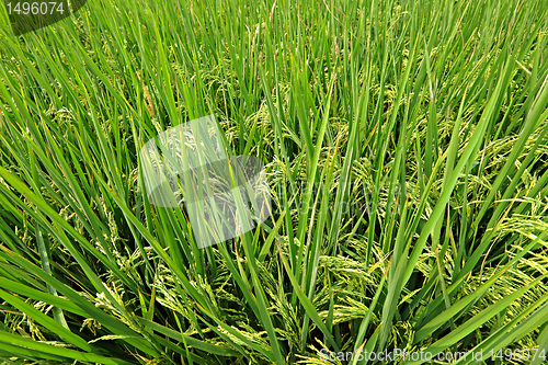 Image of paddy rice field