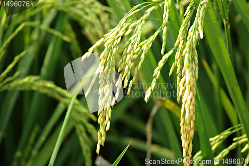 Image of paddy rice field